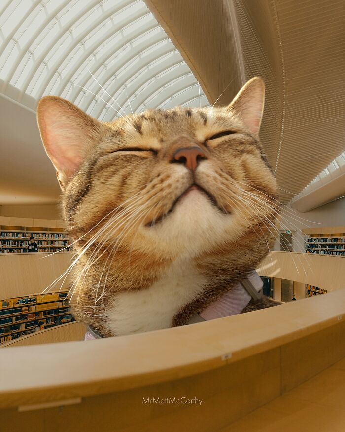 Artist Imagines Surreal Parallel Universe Where Giant Cats Reign, And Here Are 55 New Pieces