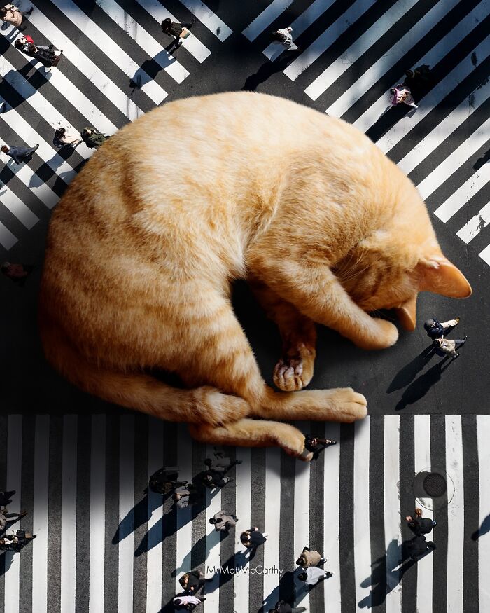 Artist Imagines Surreal Parallel Universe Where Giant Cats Reign, And Here Are 55 New Pieces