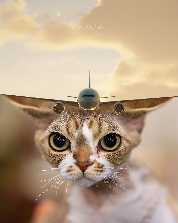 Artist Imagines Surreal Parallel Universe Where Giant Cats Reign, And Here Are 55 New Pieces