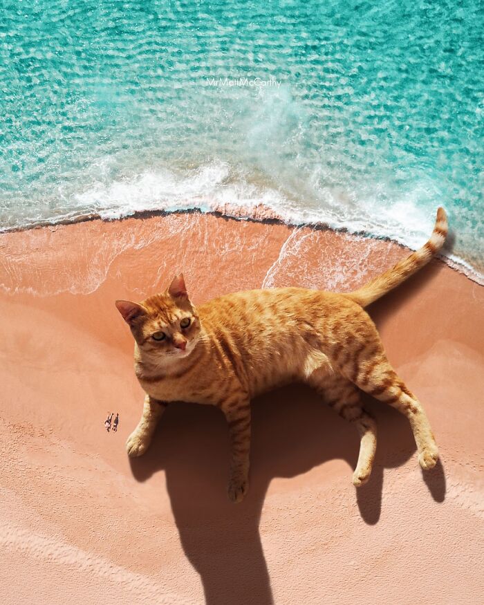 Artist Imagines Surreal Parallel Universe Where Giant Cats Reign, And Here Are 55 New Pieces