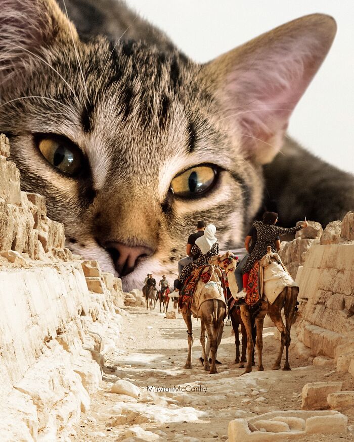 Artist Imagines Surreal Parallel Universe Where Giant Cats Reign, And Here Are 55 New Pieces