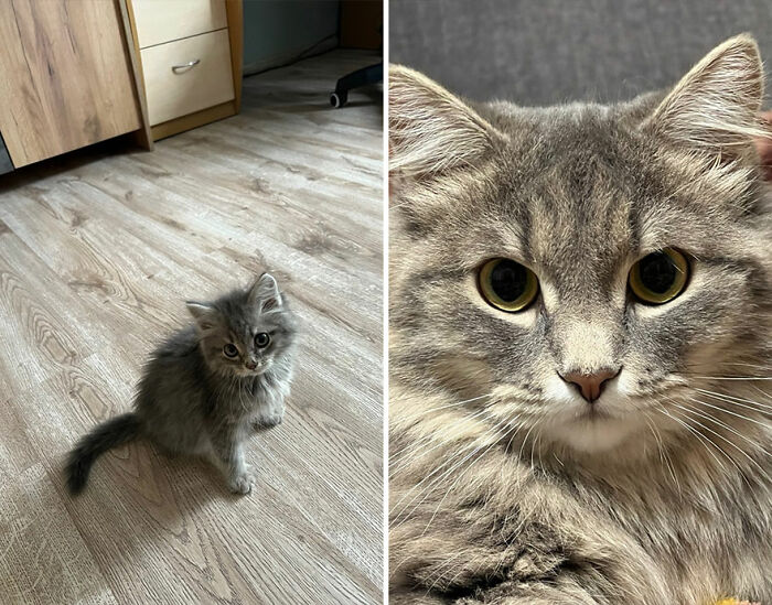 “Cat Grows”: This Group Shares Heartwarming “Then And Now” Photos Of Kittens Turning Into Cats (29 New Pics)