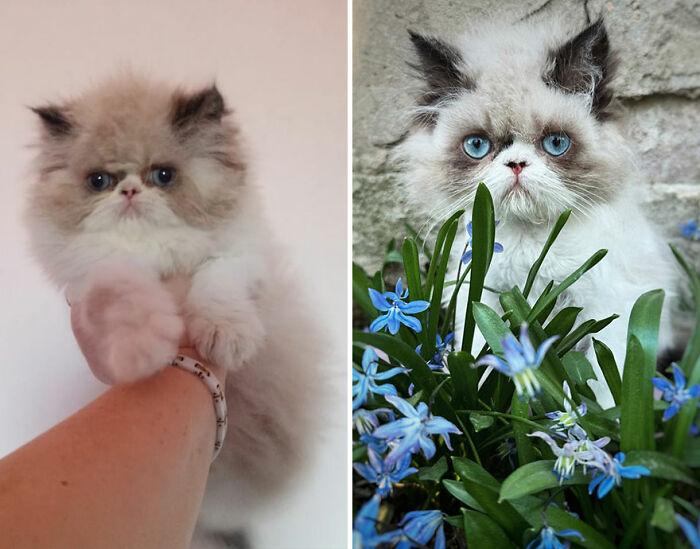 “Cat Grows”: This Group Shares Heartwarming “Then And Now” Photos Of Kittens Turning Into Cats (29 New Pics)