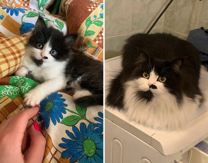 “Cat Grows”: This Group Shares Heartwarming “Then And Now” Photos Of Kittens Turning Into Cats (29 New Pics)