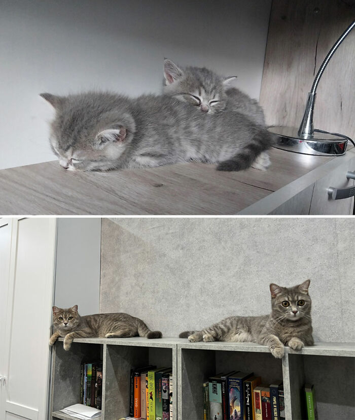 “Cat Grows”: This Group Shares Heartwarming “Then And Now” Photos Of Kittens Turning Into Cats (29 New Pics)