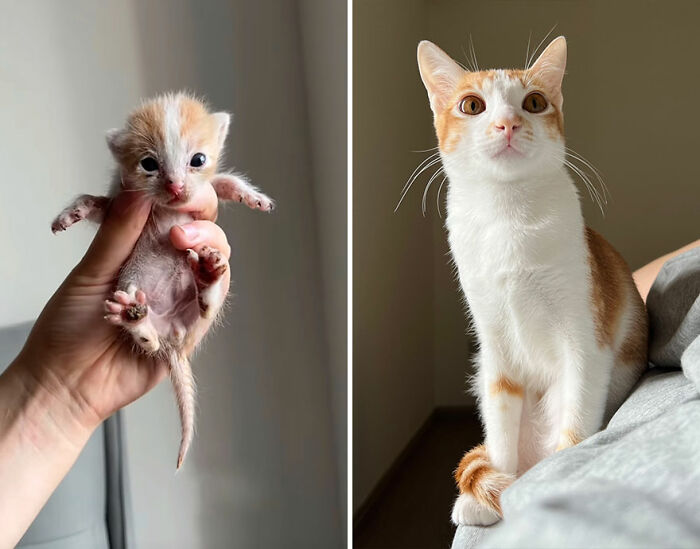 “Cat Grows”: This Group Shares Heartwarming “Then And Now” Photos Of Kittens Turning Into Cats (29 New Pics)