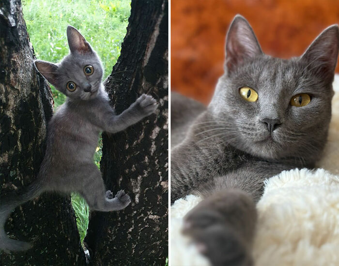 “Cat Grows”: This Group Shares Heartwarming “Then And Now” Photos Of Kittens Turning Into Cats (29 New Pics)