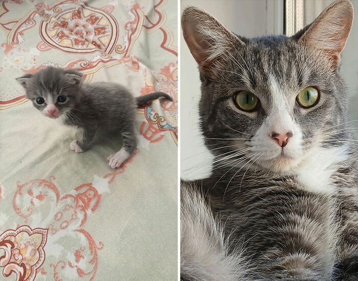 “Cat Grows”: This Group Shares Heartwarming “Then And Now” Photos Of Kittens Turning Into Cats (29 New Pics)