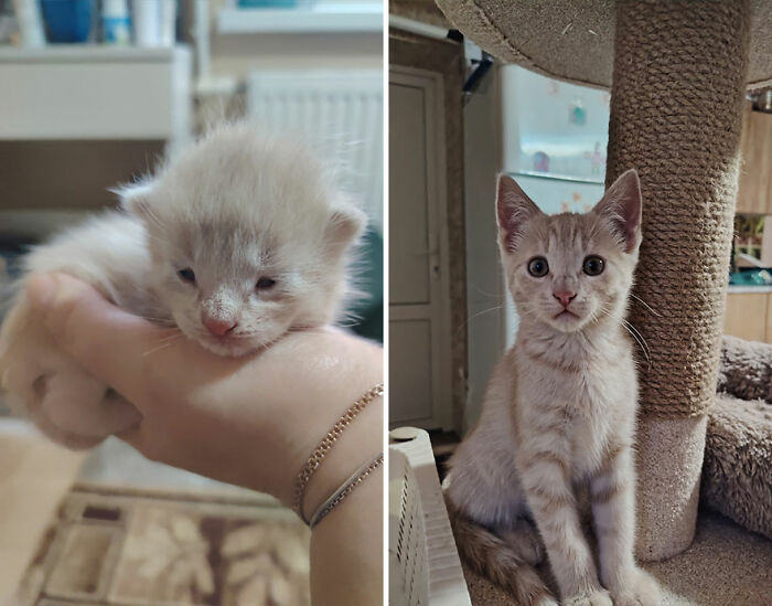 “Cat Grows”: This Group Shares Heartwarming “Then And Now” Photos Of Kittens Turning Into Cats (29 New Pics)