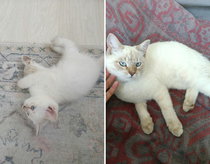 “Cat Grows”: This Group Shares Heartwarming “Then And Now” Photos Of Kittens Turning Into Cats (29 New Pics)