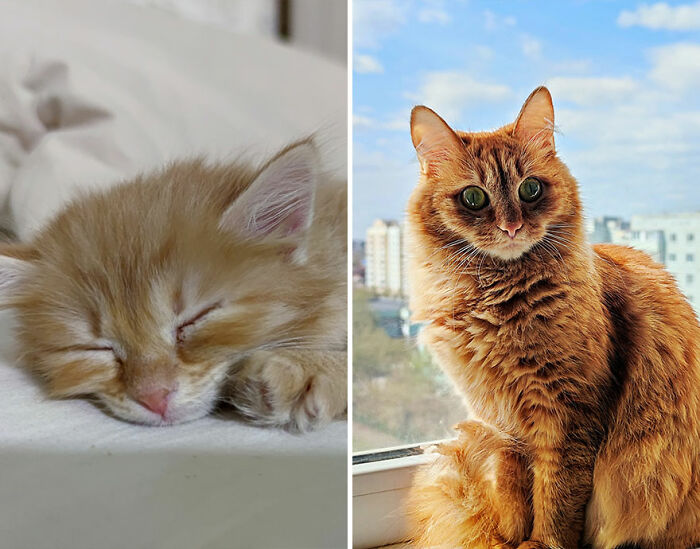 “Cat Grows”: This Group Shares Heartwarming “Then And Now” Photos Of Kittens Turning Into Cats (29 New Pics)