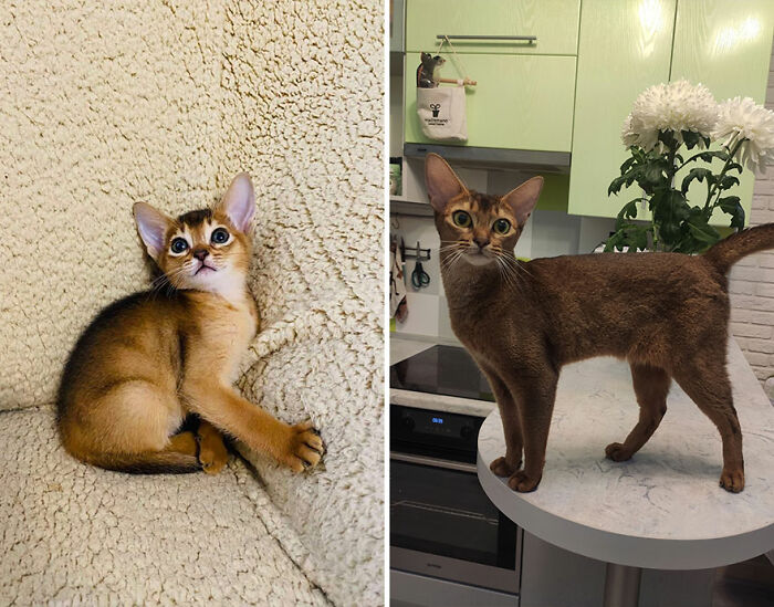 “Cat Grows”: This Group Shares Heartwarming “Then And Now” Photos Of Kittens Turning Into Cats (29 New Pics)