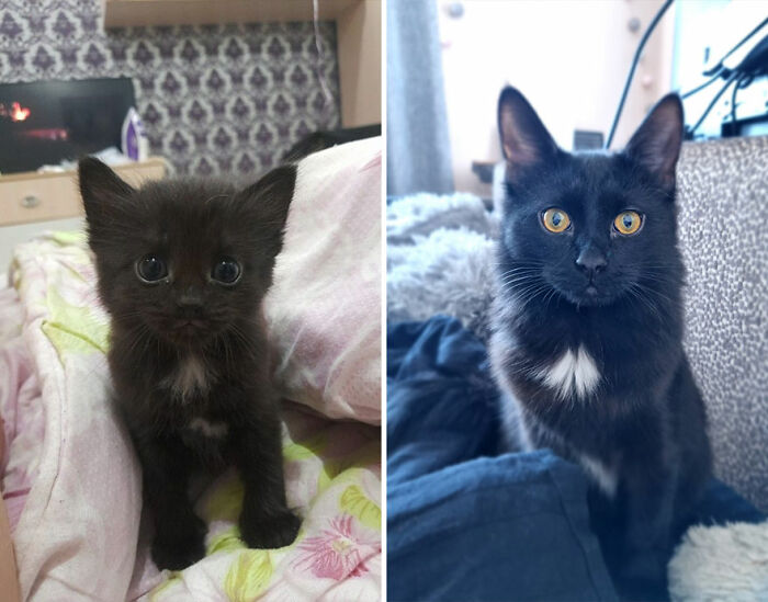 “Cat Grows”: This Group Shares Heartwarming “Then And Now” Photos Of Kittens Turning Into Cats (29 New Pics)
