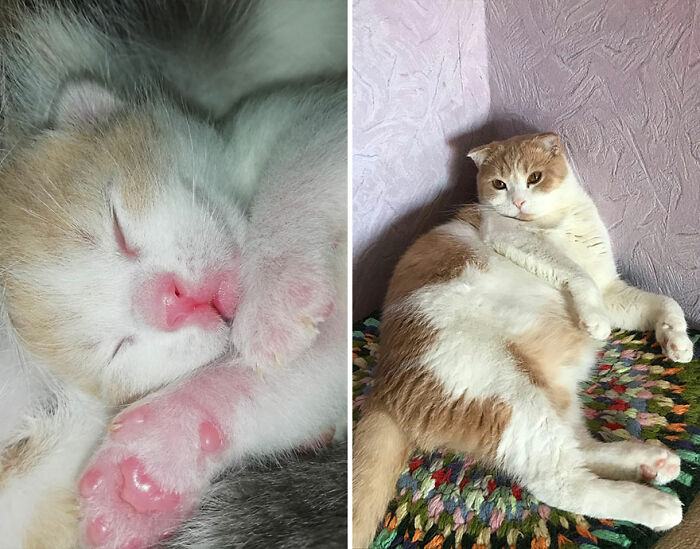 “Cat Grows”: This Group Shares Heartwarming “Then And Now” Photos Of Kittens Turning Into Cats (29 New Pics)