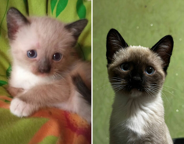 “Cat Grows”: This Group Shares Heartwarming “Then And Now” Photos Of Kittens Turning Into Cats (29 New Pics)