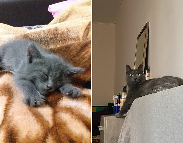 “Cat Grows”: This Group Shares Heartwarming “Then And Now” Photos Of Kittens Turning Into Cats (29 New Pics)