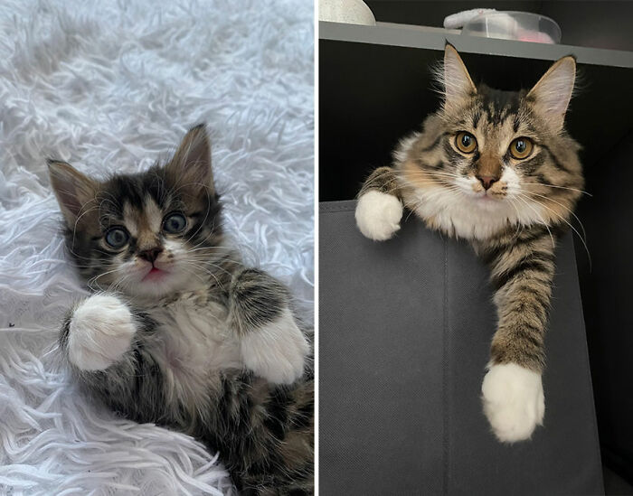 “Cat Grows”: This Group Shares Heartwarming “Then And Now” Photos Of Kittens Turning Into Cats (29 New Pics)