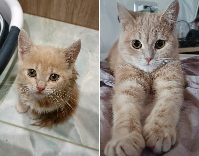 “Cat Grows”: This Group Shares Heartwarming “Then And Now” Photos Of Kittens Turning Into Cats (29 New Pics)