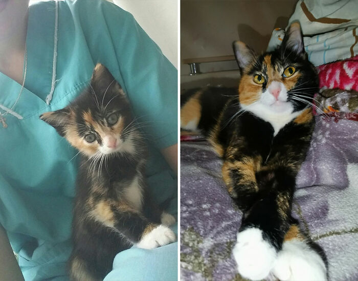 “Cat Grows”: This Group Shares Heartwarming “Then And Now” Photos Of Kittens Turning Into Cats (29 New Pics)