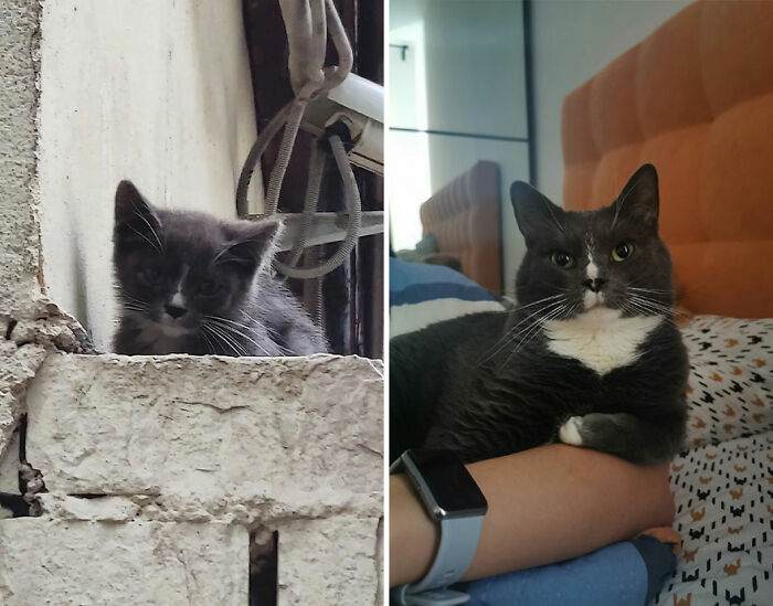“Cat Grows”: This Group Shares Heartwarming “Then And Now” Photos Of Kittens Turning Into Cats (29 New Pics)