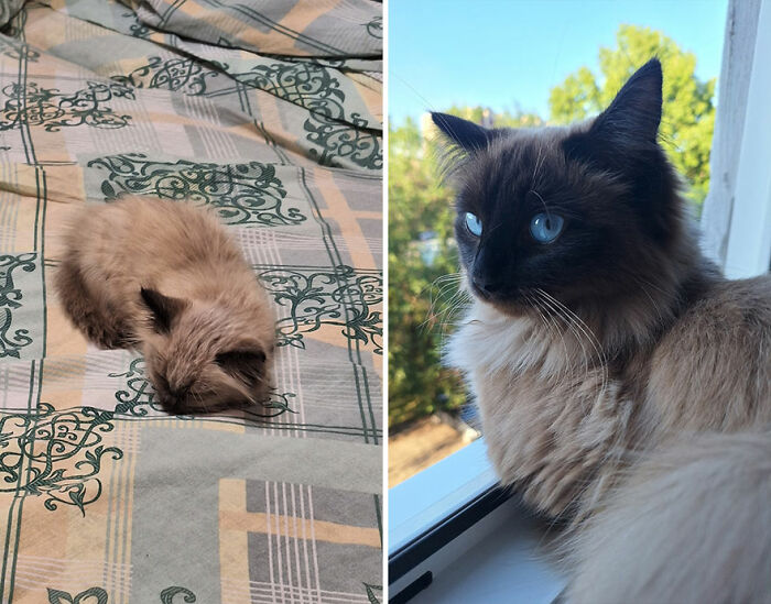 “Cat Grows”: This Group Shares Heartwarming “Then And Now” Photos Of Kittens Turning Into Cats (29 New Pics)