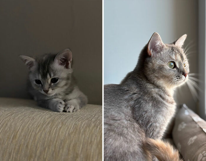 “Cat Grows”: This Group Shares Heartwarming “Then And Now” Photos Of Kittens Turning Into Cats (29 New Pics)