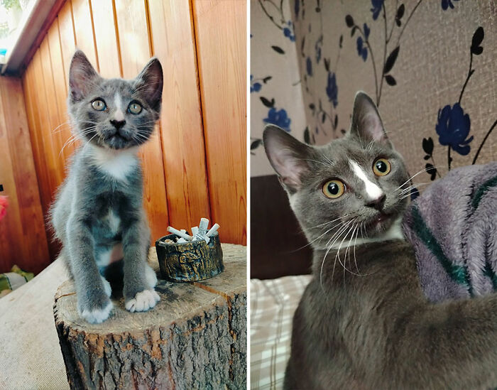 “Cat Grows”: This Group Shares Heartwarming “Then And Now” Photos Of Kittens Turning Into Cats (29 New Pics)