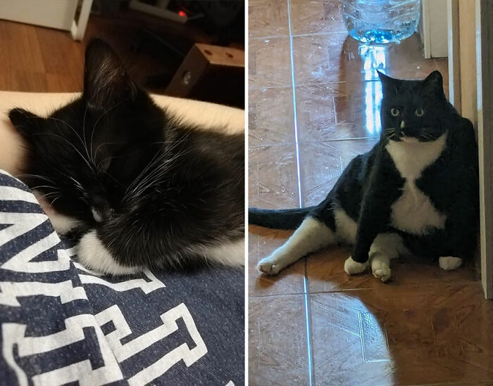 “Cat Grows”: This Group Shares Heartwarming “Then And Now” Photos Of Kittens Turning Into Cats (29 New Pics)