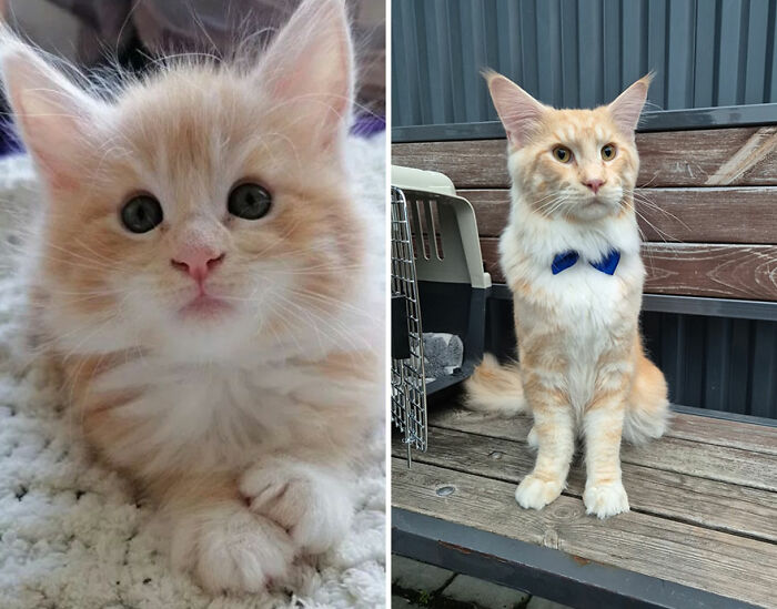 “Cat Grows”: This Group Shares Heartwarming “Then And Now” Photos Of Kittens Turning Into Cats (29 New Pics)