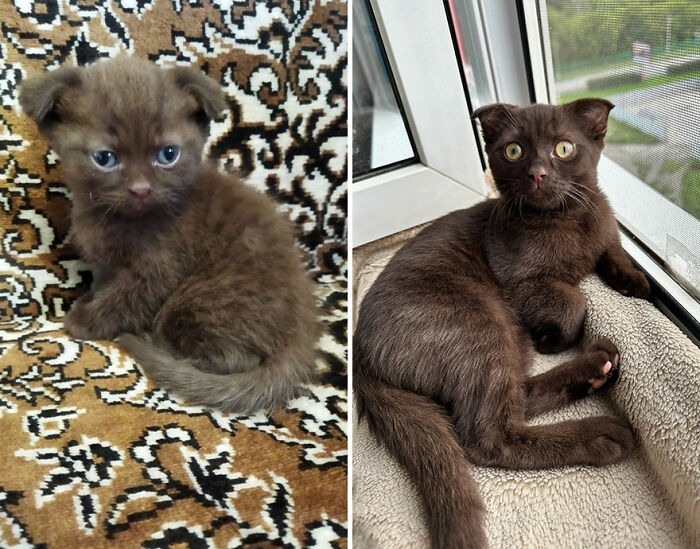 “Cat Grows”: This Group Shares Heartwarming “Then And Now” Photos Of Kittens Turning Into Cats (29 New Pics)