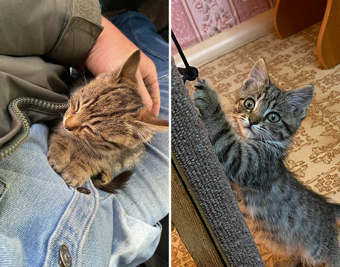 “Cat Grows”: This Group Shares Heartwarming “Then And Now” Photos Of Kittens Turning Into Cats (29 New Pics)