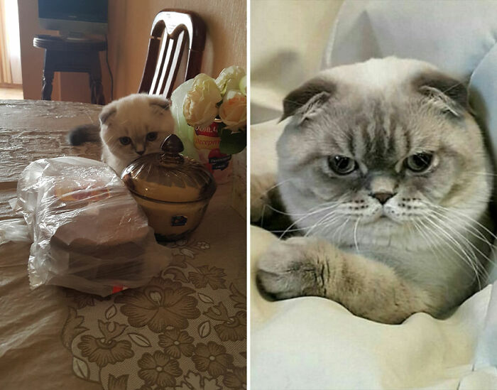 “Cat Grows”: This Group Shares Heartwarming “Then And Now” Photos Of Kittens Turning Into Cats (29 New Pics)