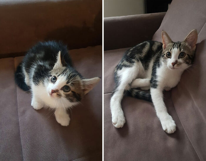 “Cat Grows”: This Group Shares Heartwarming “Then And Now” Photos Of Kittens Turning Into Cats (29 New Pics)