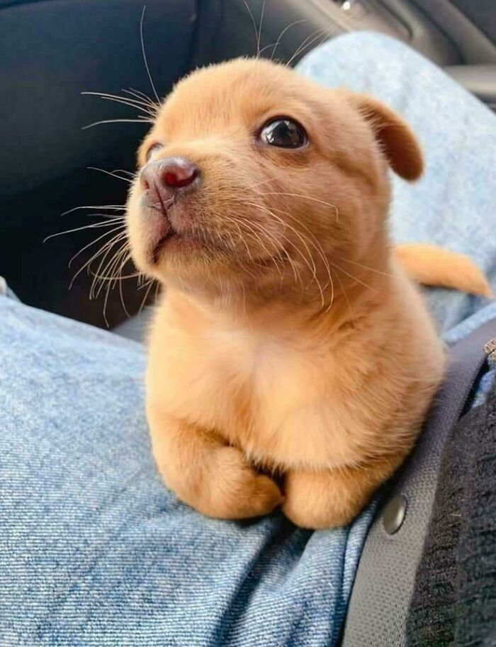 “This Is What You See At The Gates Of Heaven”: 141 Of The Cutest Dogs Ever (New Pics)