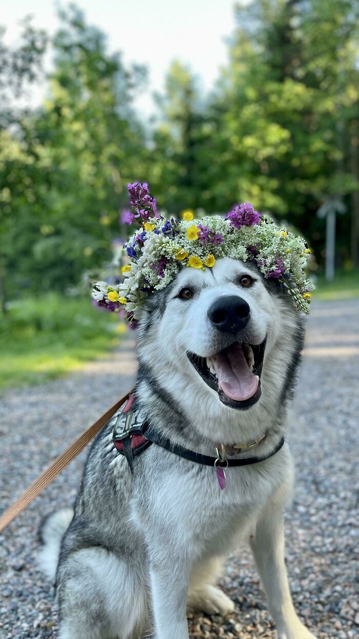 “This Is What You See At The Gates Of Heaven”: 141 Of The Cutest Dogs Ever (New Pics)