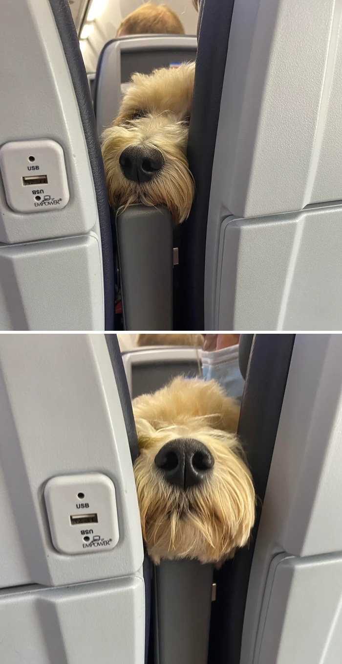 “This Is What You See At The Gates Of Heaven”: 141 Of The Cutest Dogs Ever (New Pics)