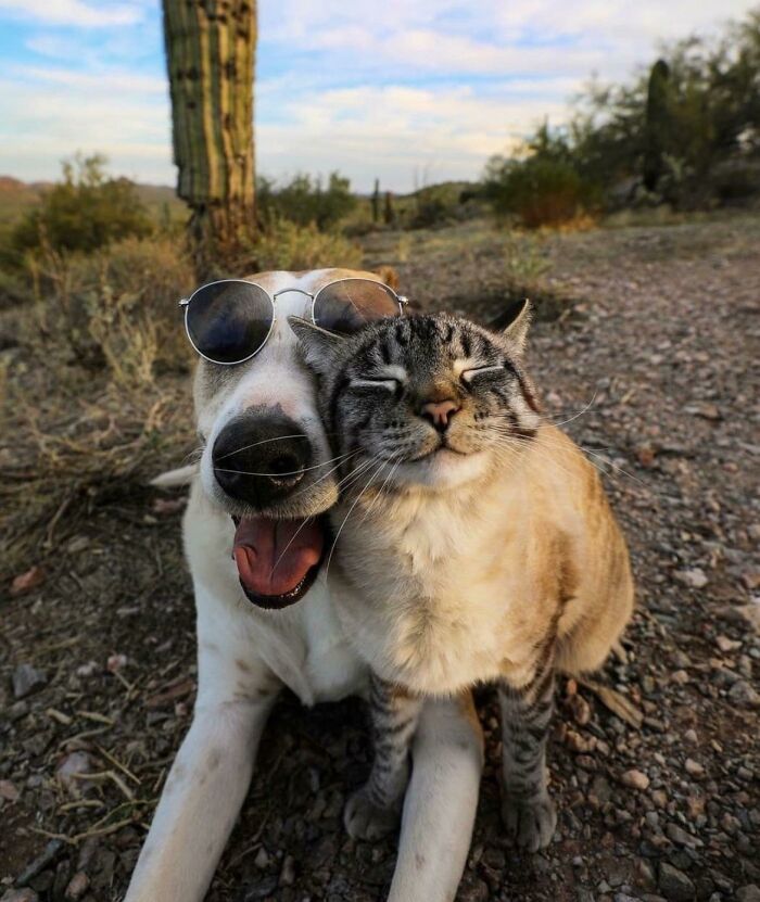 “This Is What You See At The Gates Of Heaven”: 141 Of The Cutest Dogs Ever (New Pics)