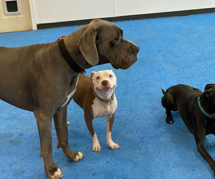 “This Is What You See At The Gates Of Heaven”: 141 Of The Cutest Dogs Ever (New Pics)