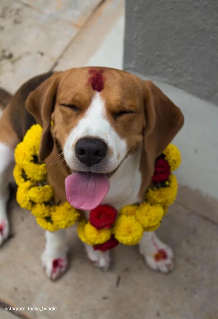 “This Is What You See At The Gates Of Heaven”: 141 Of The Cutest Dogs Ever (New Pics)