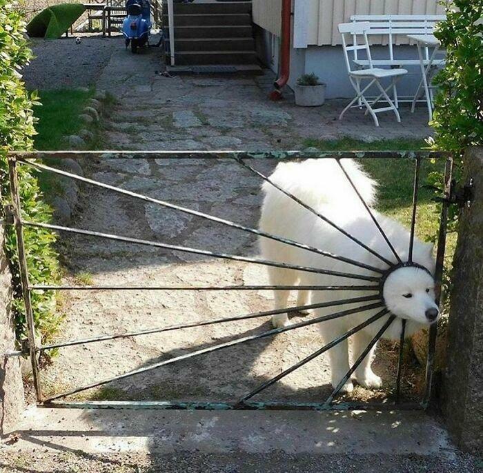 “This Is What You See At The Gates Of Heaven”: 141 Of The Cutest Dogs Ever (New Pics)