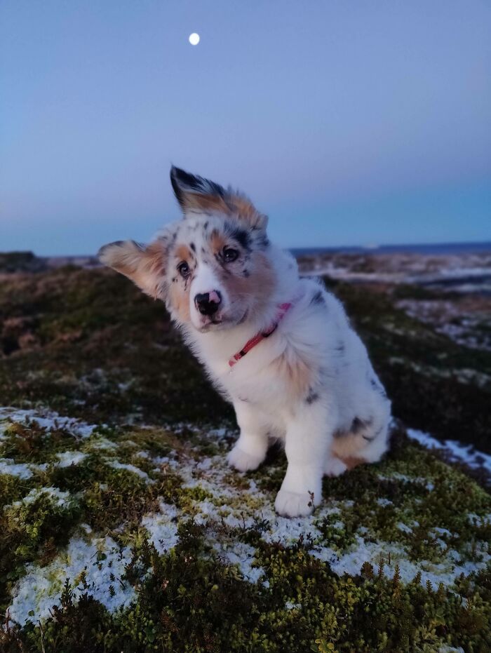 “This Is What You See At The Gates Of Heaven”: 141 Of The Cutest Dogs Ever (New Pics)