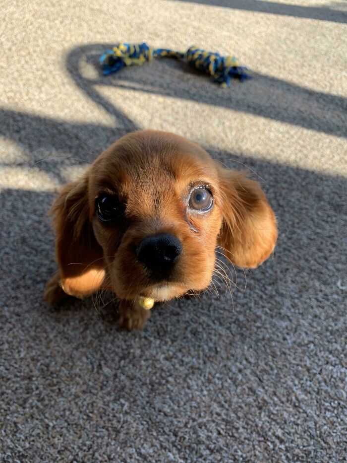 “This Is What You See At The Gates Of Heaven”: 141 Of The Cutest Dogs Ever (New Pics)