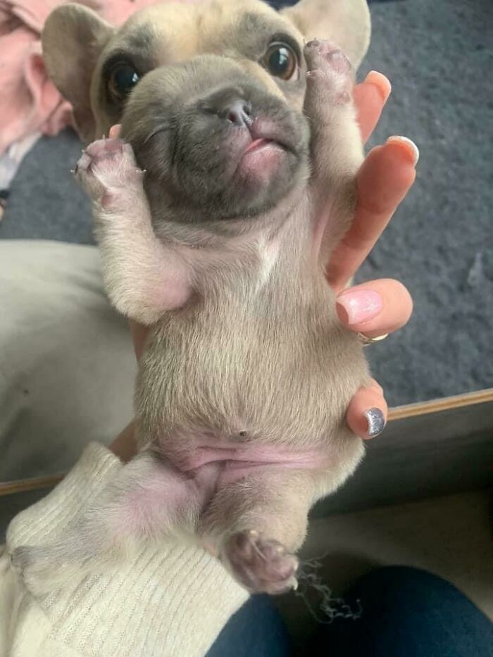 “This Is What You See At The Gates Of Heaven”: 141 Of The Cutest Dogs Ever (New Pics)