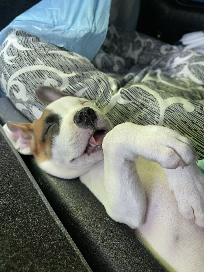 “This Is What You See At The Gates Of Heaven”: 141 Of The Cutest Dogs Ever (New Pics)
