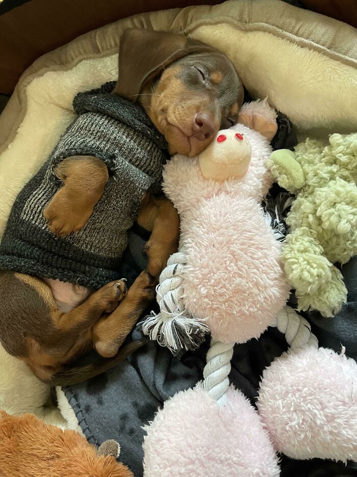 “This Is What You See At The Gates Of Heaven”: 141 Of The Cutest Dogs Ever (New Pics)