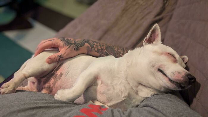 “This Is What You See At The Gates Of Heaven”: 141 Of The Cutest Dogs Ever (New Pics)