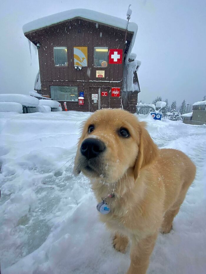 “This Is What You See At The Gates Of Heaven”: 141 Of The Cutest Dogs Ever (New Pics)