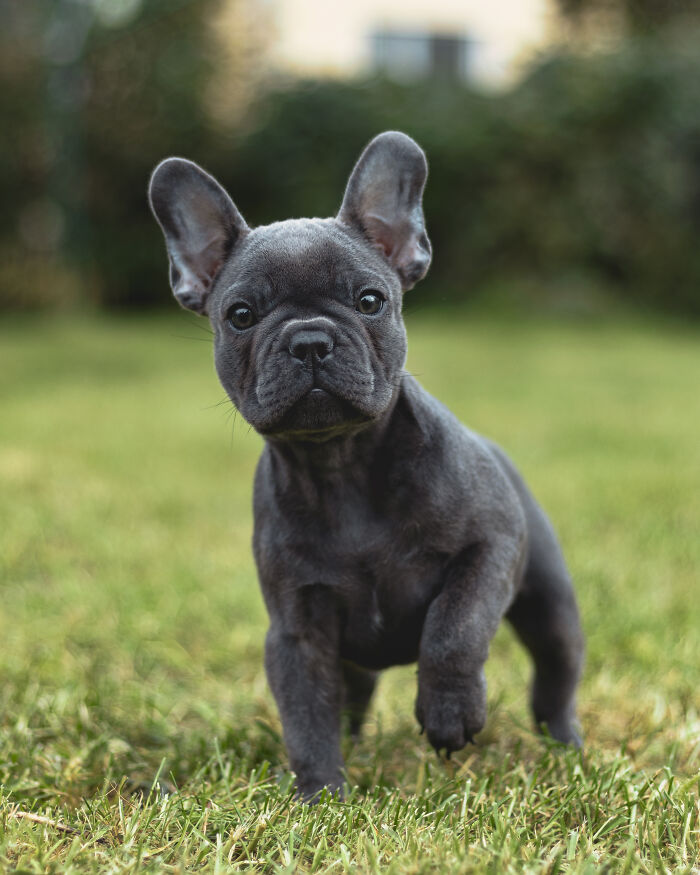 “This Is What You See At The Gates Of Heaven”: 141 Of The Cutest Dogs Ever (New Pics)