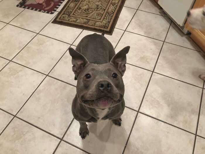 “This Is What You See At The Gates Of Heaven”: 141 Of The Cutest Dogs Ever (New Pics)