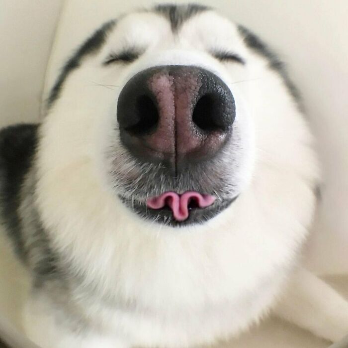 “This Is What You See At The Gates Of Heaven”: 141 Of The Cutest Dogs Ever (New Pics)